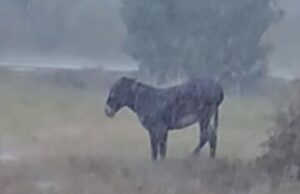 ΠΡΟΔΡΟΜΙ ΠΑΦΟΥ: Ένα σοκαριστικό βίντεο που αποκαλύπτει έλλειψη παιδείας – το δεμένο γαϊδουράκι κάτω από τη βροχή