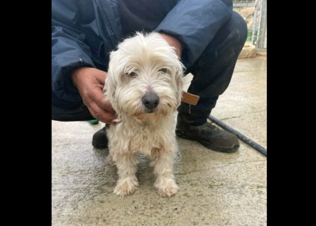 poodle lemesos