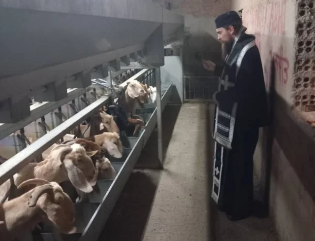 Ιερείς μπήκαν σε φάρμα για να ευλογήσουν κατσίκες εν μέσω έξαρσης αφθώδους πυρετού Ιερείς μπήκαν σε φάρμα για να ευλογήσουν κατσίκες εν μέσω έξαρσης αφθώδους πυρετού
