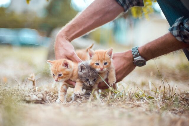 animals-4020199_1280.jpg