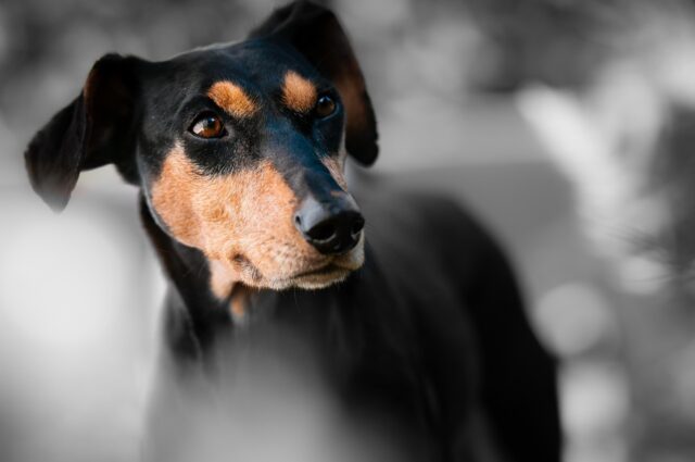 dog-1787835_1280.jpg