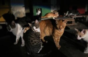 Ανατροπή στην υπόθεση με τα «εξαφανισμένα γατιά» στη Λεμεσό – Τι έδειξε ο αιφνιδιαστικός έλεγχος