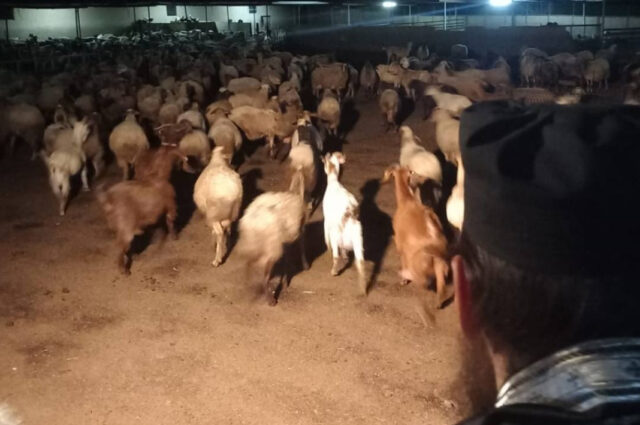 ΑΦΘΩΔΗΣ ΠΥΡΕΤΟΣ: Δέηση Παλαιοημερολογιτών σε φάρμα – Έρευνα από αρμόδιες υπηρεσίες