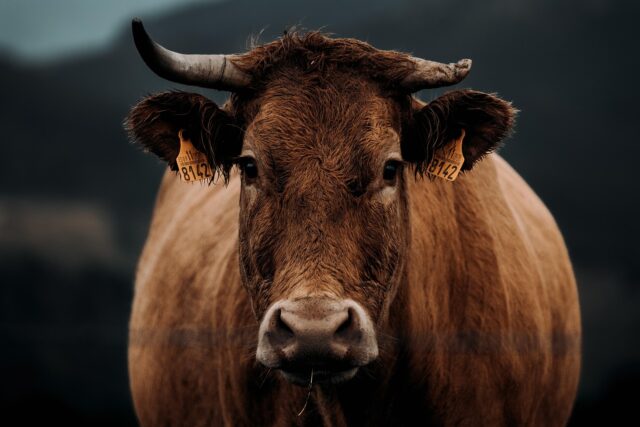 cow-5608144_1280.jpg