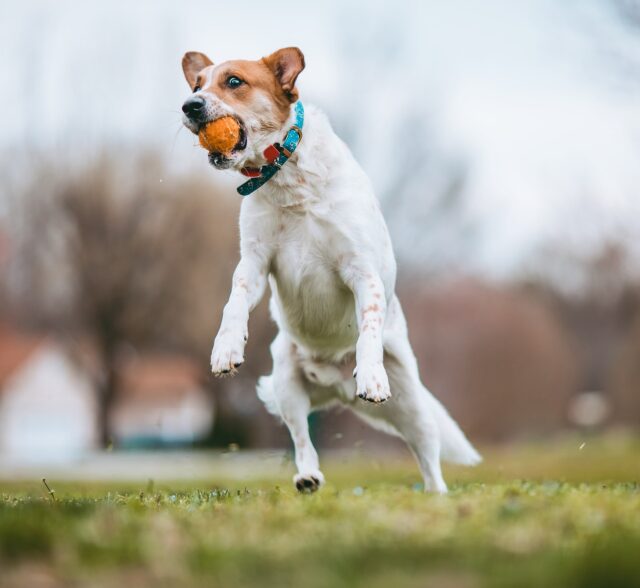 dog-6154871_1280.jpg