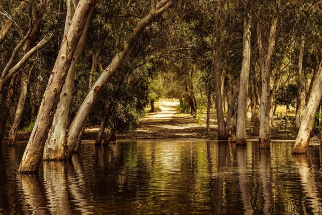 ΠΑΡΚΟ ΑΘΑΛΑΣΣΑΣ: Μολυσμένα νερά και άλγη πίσω από τους θανάτους ψαριών – Τι εξετάζουν οι Αρχές