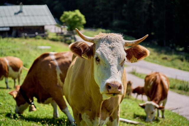 animal-8175061_1280.jpg