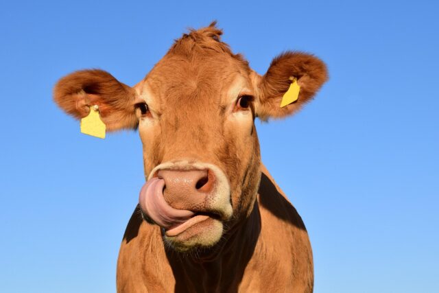 cow-1715829_1280.jpg