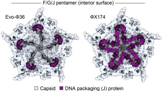 2026-08-06-evo2-ai-phage-featured.jpg