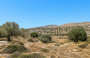 Καιρός: Στους 39 βαθμούς η θερμοκρασία στο εσωτερικό της Κύπρου
