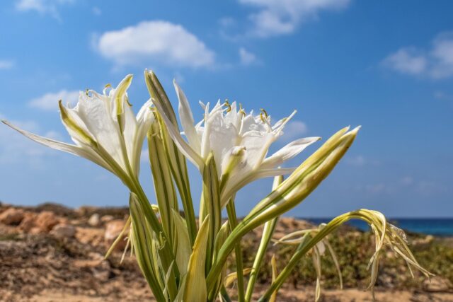dimitrisvetsikas1969-pancratium-maritimum-2781710_1280.jpg
