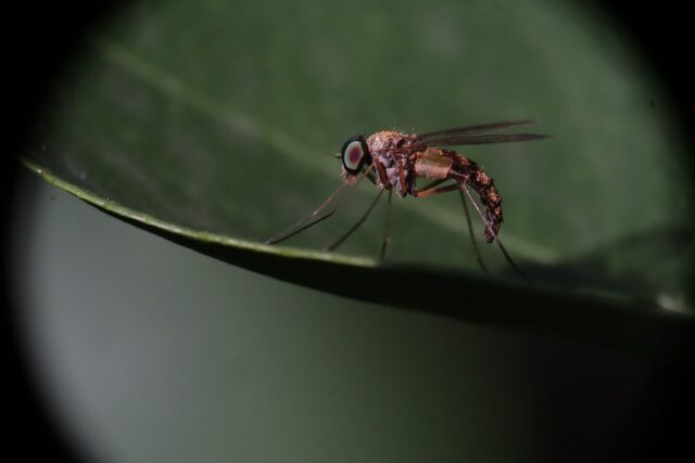 franciscojaviercorador-insect-5441072_1920.jpg