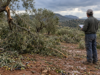Παραγωγός καταγράφει σπασμένα κλαδιά και πεσμένες ελιές μετά από καταιγίδα