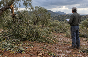Παραγωγός καταγράφει σπασμένα κλαδιά και πεσμένες ελιές μετά από καταιγίδα