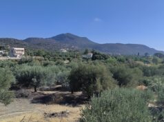 Το «όχι» στο φωτοβολταϊκό της Παρεκκλησιάς: Γιατί η γεωργική γη μπήκε μπροστά Ελαιώνας στην Κριτσά της Κρήτης, 23 Σεπτεμβρίου 2025.