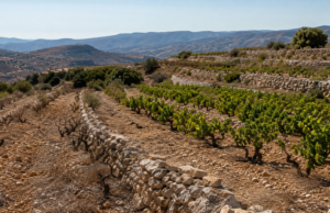 Συμβολική εικόνα καλλιεργημένων και παραμελημένων σειρών αμπελιού σε κυπριακή πλαγιά