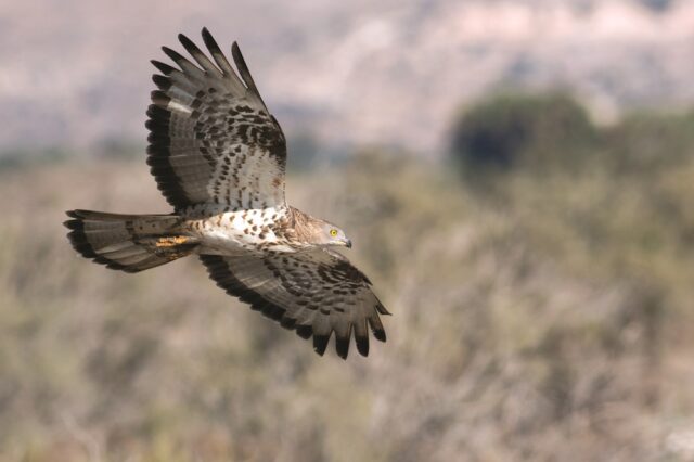 Honey-Buzzard-Carlos-Taylor-3-birdlife.jpg