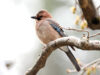Κίσσα σε κλαδί, από το φωτογραφικό υλικό του BirdLife Cyprus