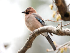 Κίσσα σε κλαδί, από το φωτογραφικό υλικό του BirdLife Cyprus