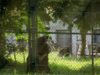 Αρκούδα εκτός κλουβιού στο Melios Zoo – Έκκληση για συστηματικότερους ελέγχους