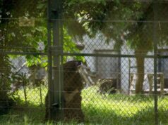 Αρκούδα εκτός κλουβιού στο Melios Zoo – Έκκληση για συστηματικότερους ελέγχους
