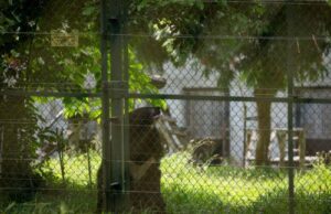 Αρκούδα εκτός κλουβιού στο Melios Zoo – Έκκληση για συστηματικότερους ελέγχους Αρκούδα εκτός κλουβιού στο Melios Zoo – Έκκληση για συστηματικότερους ελέγχους