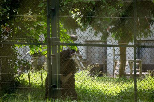 Медведь вне клетки в Melios Zoo — призыв к более систематическим проверкам