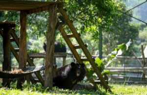 Медведица Melios Zoo вернулась в свой вольер — никто не подвергся опасности