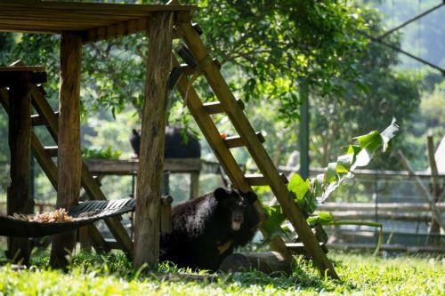 Медведица Melios Zoo вернулась в свой вольер — никто не подвергся опасности