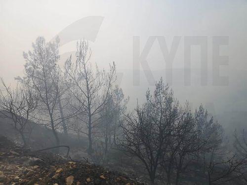 Τρεμιθούσα: Υπό έλεγχο σε μία ώρα η πυρκαγιά – Έκαψε τρία δεκάρια
