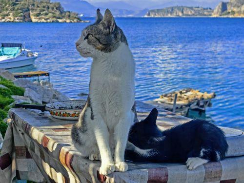 Πάφος: Συνελήφθη και 16χρονος για τον θάνατο γάτου από πυροβόλο όπλο